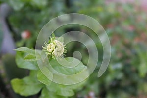 Close-up jasmine blooming deformed green leaf background selectable focus