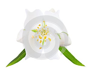 Close-up of Jasmine flower Philadelphus with leaves and buds isolated on white background. Selective focus