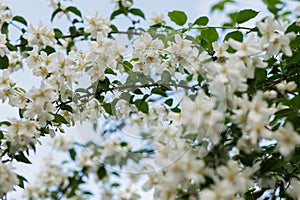 close up of jasmine flowers in a garden