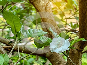 Close up of jasmine flowers growing on the bush in a garden. Jasminum sambac or Arabian jasmine or Sambac jasmine is a species of