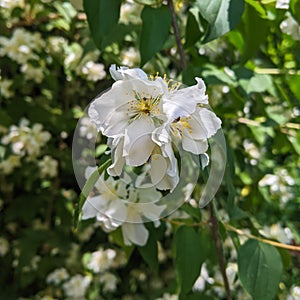 Close up of jasmine flowers - Macea dendrological park - Arad - Romania
