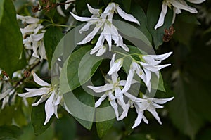 Close up of jasmine Philadelphus falconeri flowers in a garden