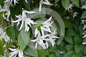 Close up of jasmine Philadelphus falconeri flowers in a garden