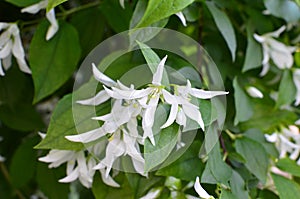 Close up of jasmine Philadelphus falconeri flowers in a garden