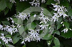 Close up of jasmine Philadelphus falconeri flowers in a garden
