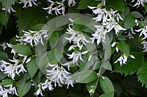 Close up of jasmine Philadelphus falconeri flowers in a garden