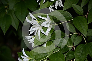 Close up of jasmine Philadelphus falconeri flowers in a garden