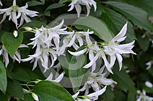 Close up of jasmine Philadelphus falconeri flowers in a garden