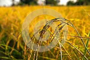 Close-up Jasmine rice fields harvest maturity.