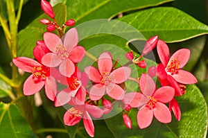 Close up of a jatopha tree`s red blooming flower blooms photo