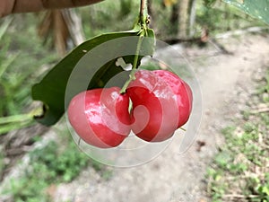 Close up of the java apple still on the tree