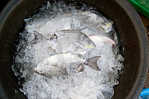 Close up Java rabbitfish - Bluespotted spinefish .