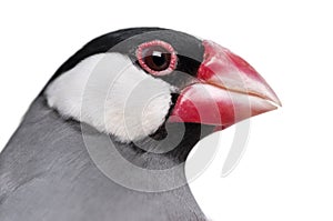 Close-up of a Java Sparrow- Padda oryzivora