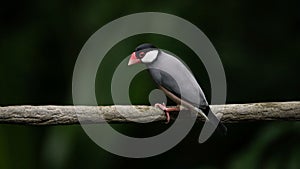 The close up of Java sparrow on a tree branch