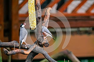 The close up of Java sparrow on a tree branch.