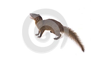 Close up of Javan Mongoose or Small asian mongoose Herpestes javanicus isolated on white