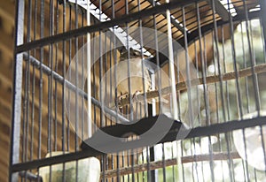 close up of the Javan Perenjak bird in a cage