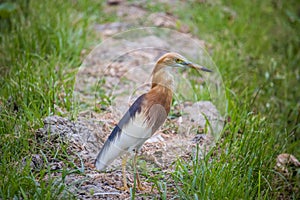 Close-up of javan pond-heron perching on paddyfield