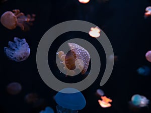 Close-up Jellyfish, Medusa in fish tank with neon light. Jellyfish is free-swimming marine coelenterate with a jellylike bell- or