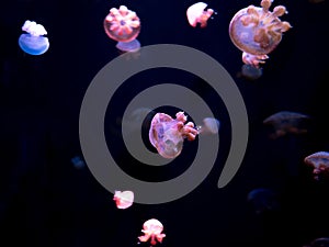 Close-up Jellyfish, Medusa in fish tank with neon light. Jellyfish is free-swimming marine coelenterate with a jellylike bell- or