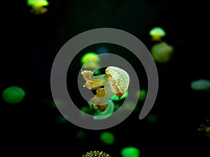 Close-up Jellyfish, Medusa in fish tank with neon light. Jellyfish is free-swimming marine coelenterate with a jellylike bell- or