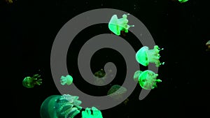 Close-up jellyfish, medusa in fish tank with neon light. Jellyfish is free-swimming marine coelenterate with a jellylike bell- or