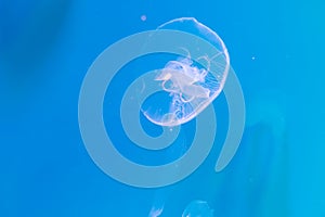 Close-up Jellyfish, Medusa in fish tank with neon light. Jellyfish is free-swimming marine coelenterate with a jellylike bell- or