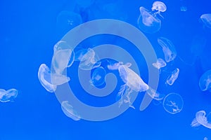 Close-up Jellyfish, Medusa in fish tank with neon light. Jellyfish is free-swimming marine coelenterate with a jellylike bell- or