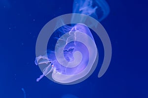 Close-up Jellyfish, Medusa in fish tank with neon light. Jellyfish is free-swimming marine coelenterate with a jellylike bell- or