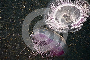 Close-up of jellyfish in their natural environment with lots of phytoplankton all around.