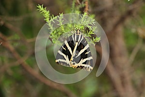 Close up of a Jersey Tiger moth `Euplagia quadripunctaria` with it`s black and white stripped wings as it rests on a green leaf i