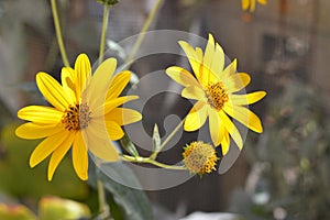 Close-up of Jerusalem Artichoke Flowers, Sunroot, Nature, Macro