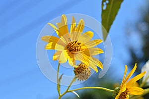 Close-up of Jerusalem Artichoke Flowers, Sunroot, Nature, Macro