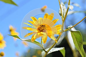 Close-up of Jerusalem Artichoke Flowers, Sunroot, Nature, Macro