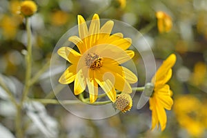 Close-up of Jerusalem Artichoke Flowers, Sunroot, Nature, Macro