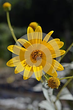 Close-up of Jerusalem Artichoke Flowers, Sunroot, Nature, Macro