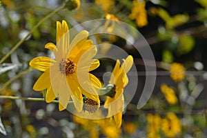 Close-up of Jerusalem Artichoke Flowers, Sunroot, Nature, Macro
