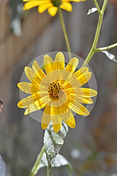 Close-up of Jerusalem Artichoke Flowers, Sunroot, Nature, Macro