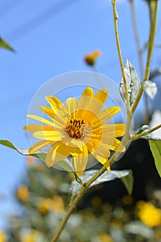 Close-up of Jerusalem Artichoke Flowers, Sunroot, Nature, Macro