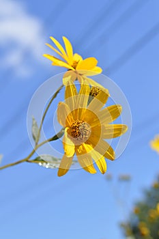 Close-up of Jerusalem Artichoke Flowers, Sunroot, Nature, Macro