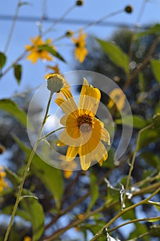 Close-up of Jerusalem Artichoke Flowers, Sunroot, Nature, Macro