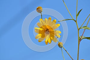 Close-up of Jerusalem Artichoke Flowers, Sunroot, Nature, Macro