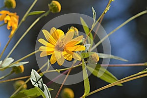 Close-up of Jerusalem Artichoke Flowers, Sunroot, Nature, Macro