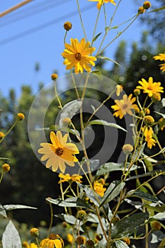 Close-up of Jerusalem Artichoke Flowers, Sunroot, Nature, Macro