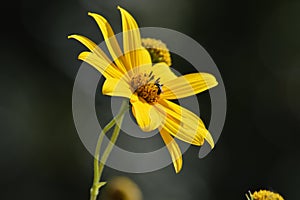 Close-up of Jerusalem Artichoke Flowers, Sunroot, Nature, Macro