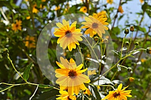 Close-up of Jerusalem Artichoke Flowers, Sunroot, Nature, Macro