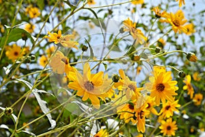 Close-up of Jerusalem Artichoke Flowers, Sunroot, Nature, Macro