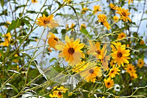 Close-up of Jerusalem Artichoke Flowers, Sunroot, Nature, Macro