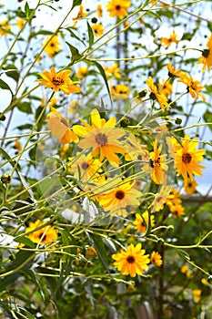 Close-up of Jerusalem Artichoke Flowers, Sunroot, Nature, Macro