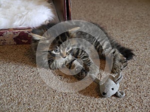 Close up of Jesse the kitten playing with a toy mouse.